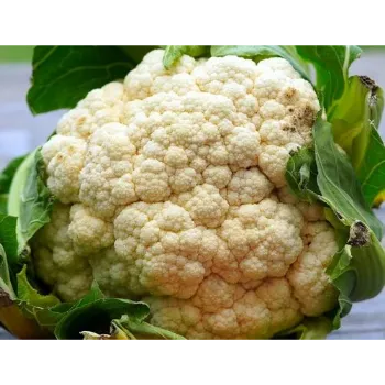 Common Frozen Cauliflower frozen-cauliflower-07-6961099-2302.webp