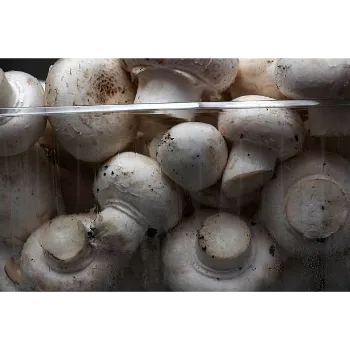 Frozen Mushroom frozen-mushroom-03-1235447-75773.webp