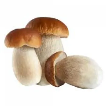 Frozen Mushroom frozen-mushroom-04-3136248-58942.webp