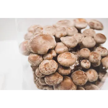 Frozen Mushroom frozen-mushroom-08-5262935-95311.webp