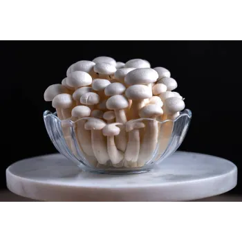 Frozen Mushroom frozen-mushroom-09-1225671-30375.webp