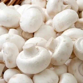 Frozen Mushroom frozen-mushroom-09-8692367-37827.webp