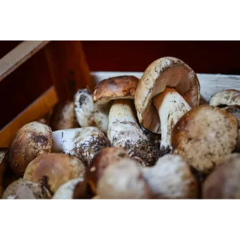 Fresh Frozen Mushroom frozen-mushroom-10-6281544-56904.webp
