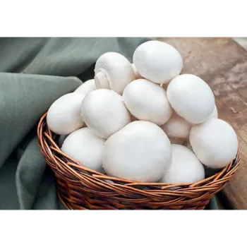 Frozen Mushroom frozen-mushroom-10-6486699-6524.webp