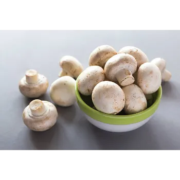 Frozen Mushroom frozen-mushroom-12-7629637-58917.webp