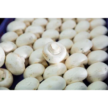 Frozen Mushroom frozen-mushroom-14-2060644-51638.webp