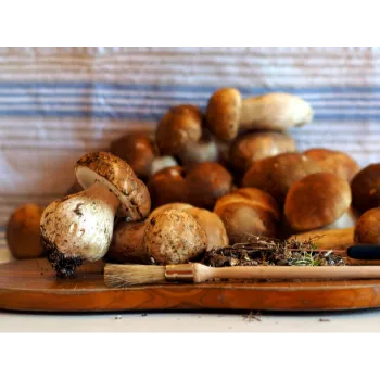 Common Frozen Mushroom frozen-mushroom-16-298218-5186.webp