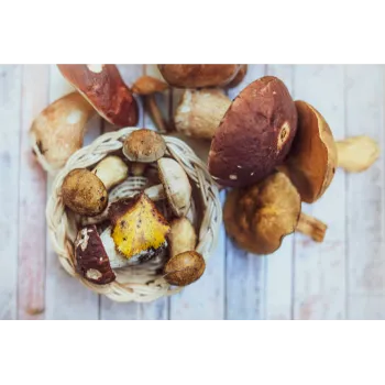 Natural Frozen Mushroom frozen-mushroom-17-7957683-18638.webp