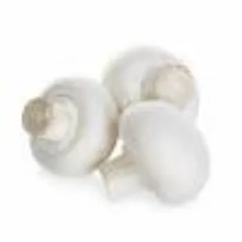 Common Frozen Mushroom frozen-mushroom01-7387402-68458.webp