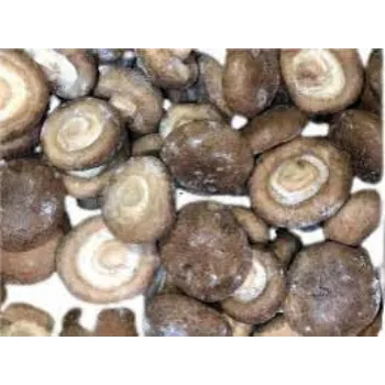 Common Frozen Mushroom frozen-mushroom10-9999513-56514.webp