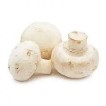 Common Frozen Mushroom frozen-mushroom11-3083774-97648.webp