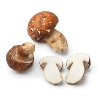 Common Frozen Mushroom frozen-mushroom11-5306637-20823.webp