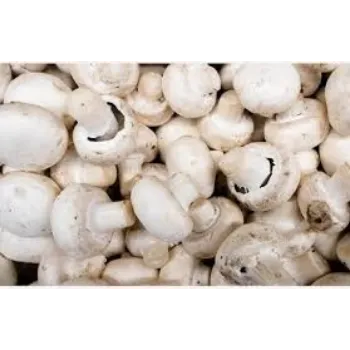 Natural Frozen Mushroom frozen-mushroom13-3683719-26592.webp