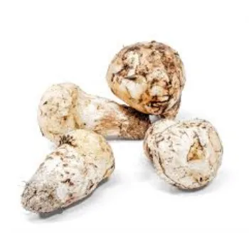 Common Frozen Mushroom frozen-mushroom14-8939059-88700.webp