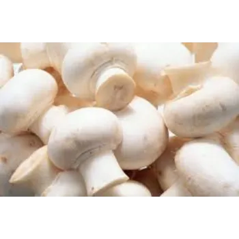 Natural Frozen Mushroom frozen-mushroom15-8889298-64524.webp