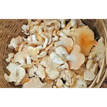 Natural Frozen Mushroom frozen-mushroom17-8076193-17764.webp