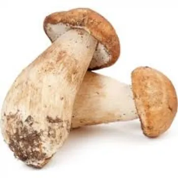 Common Frozen Mushroom frozen-mushroom20-5576727-61231.webp