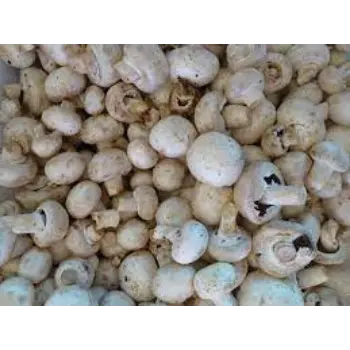 Natural Frozen Mushroom frozen-mushroom3-7528652-5268.webp