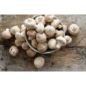 Natural Frozen Mushroom frozen-mushroom3-9904610-1669.webp