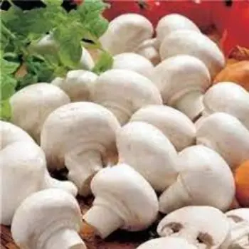 Organic Frozen Mushroom frozen-mushroom4-6788125-59210.webp