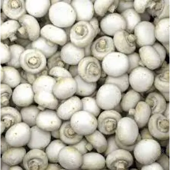 Common Frozen Mushroom frozen-mushroom6-6901955-29619.webp