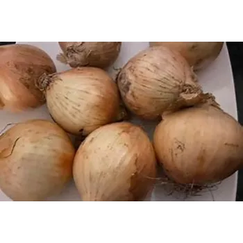 Frozen Onion frozen-onion-02-3853063-2090.webp