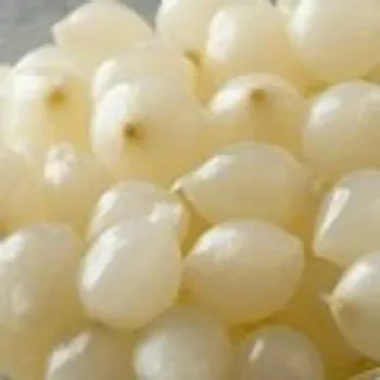 Common Frozen Onion frozen-onion-07-3792696-91276.webp