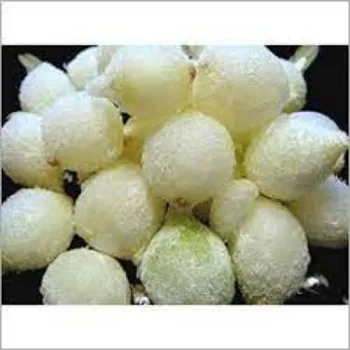 Frozen Onion frozen-onion-07-4447102-65774.webp