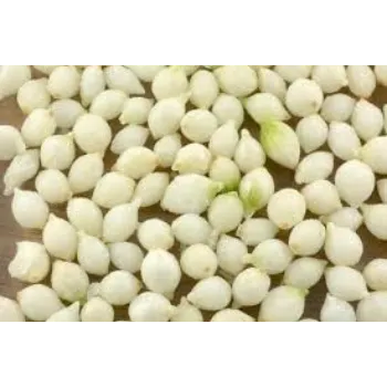 Common Frozen Onion frozen-onion8-7836359-70443.webp