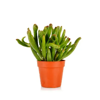 Common Frozen Beans frozon-beans-02-6972615-19823.webp