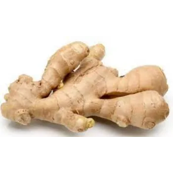 ginger02-8030112-67938.webp