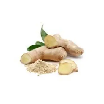 ginger06-8972549-70478.webp