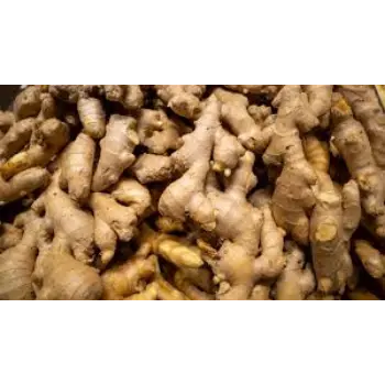 ginger12-8599208-50512.webp