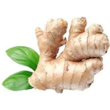 ginger13-1901537-57668.webp