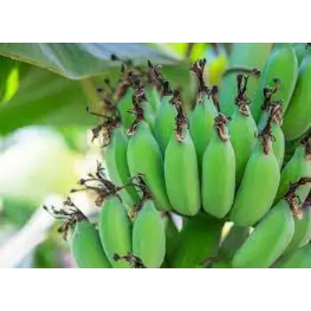 green-banana10-8165085-56531.webp