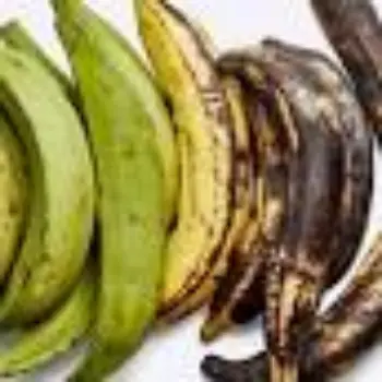 green-banana12-345404-10193.webp