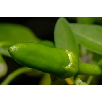 green-chilli-02-5469321-61455.webp