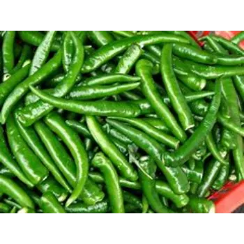 green-chilli-05-2131127-59684.webp