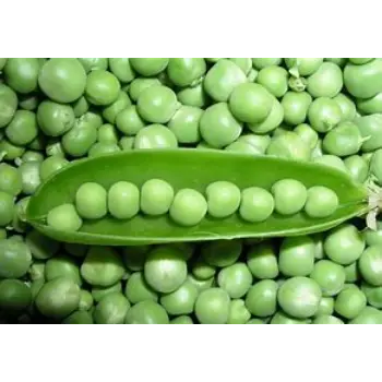 green-peas-02-6465160-38987.webp
