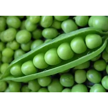 green-peas-09-5046077-65872.webp