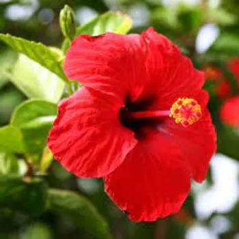Natural Hibiscus Flowers hibiscus-flower05-9339446-2019.webp