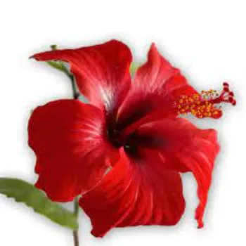 Natural Hibiscus Flowers hibiscus-flower09-1108842-8128.webp