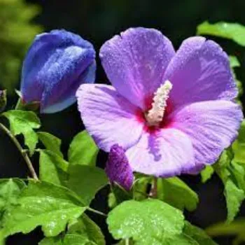 Organic Hibiscus Flowers hibiscus-flower11-7709066-90319.webp