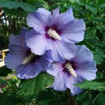 Blue Breeze Enterprise Hibiscus Flowers hibiscus-flowers-05-6205358-83597.webp