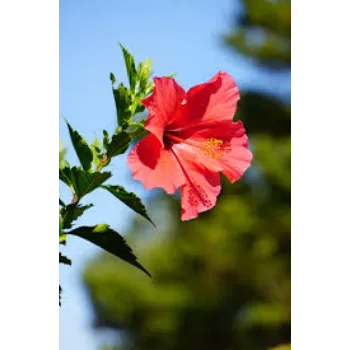 Fresh Hibiscus Flowers hibiscus-flowers-30-2787892-74064.webp