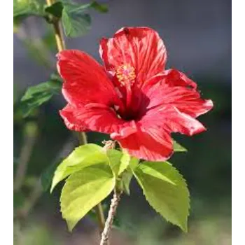 Common Hibiscus Flowers hibiscus-flowers-52-1273731-80534.webp