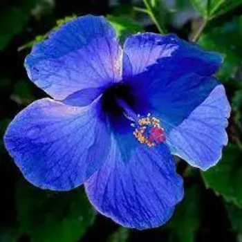 Hibiscus Flower hibiscus6-4779884-57707.webp
