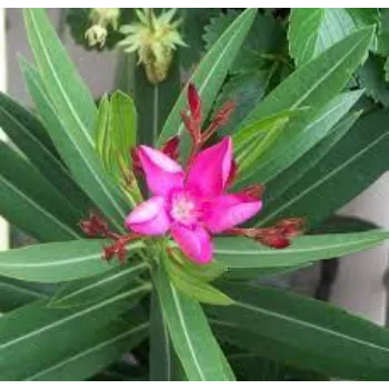Facny Arali Flowers images-7085855-53543.webp