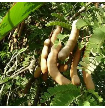 Organic Imli imli10-9696666-6735.webp