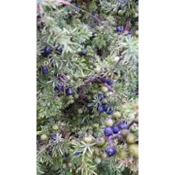 Juniper Berries juniper-berries-11-1313959-73622.webp